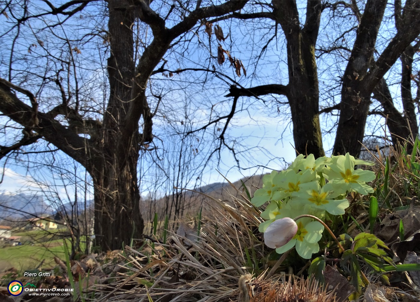 48 Primule gialle (Primula vulgaris) sotto maestosi castagni.JPG